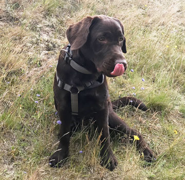 Pepsi im Hundewald