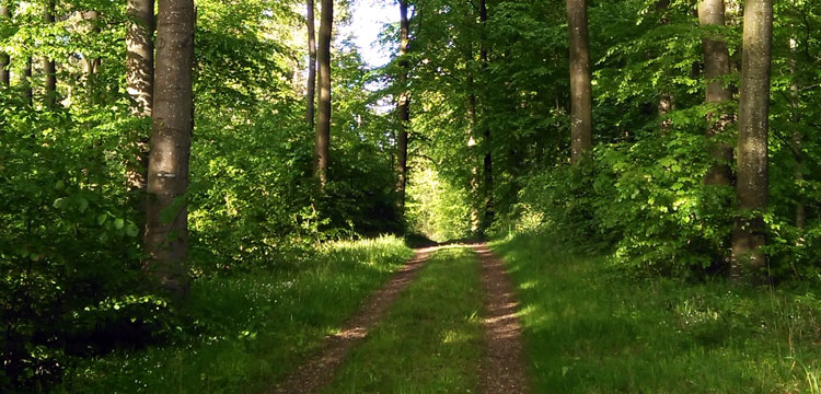 Hundewälder auf Fanö